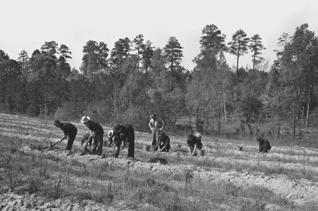 Young men work farmland in Newberry County, a neighbor to Fairfield