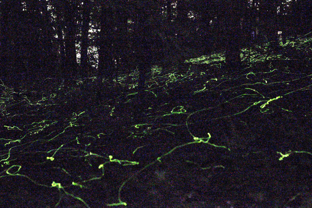 Blue Ghost Fireflies: 5 Things You May Not Know – Nature for my Soul