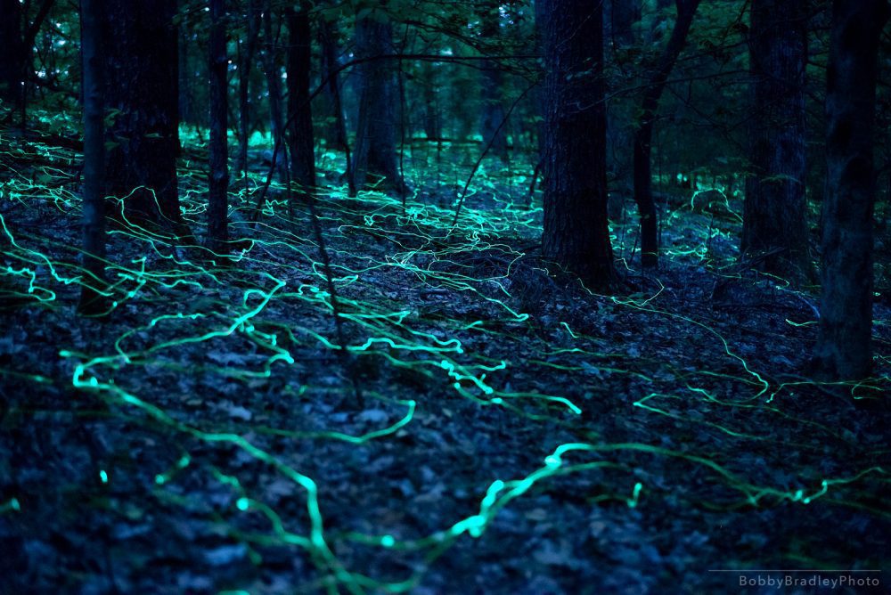 Blue ghost fireflies are shining brightly now across Western North