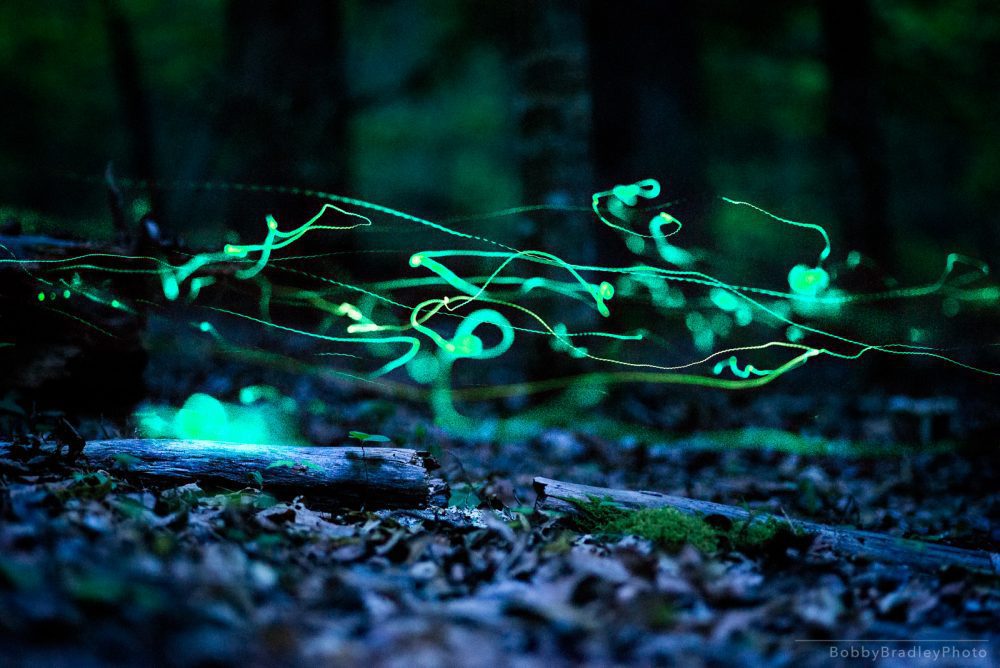 Finding Fireflies and Glow Worms in the Blue Mountains