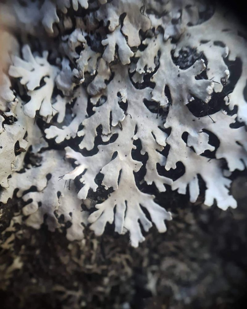 lichen