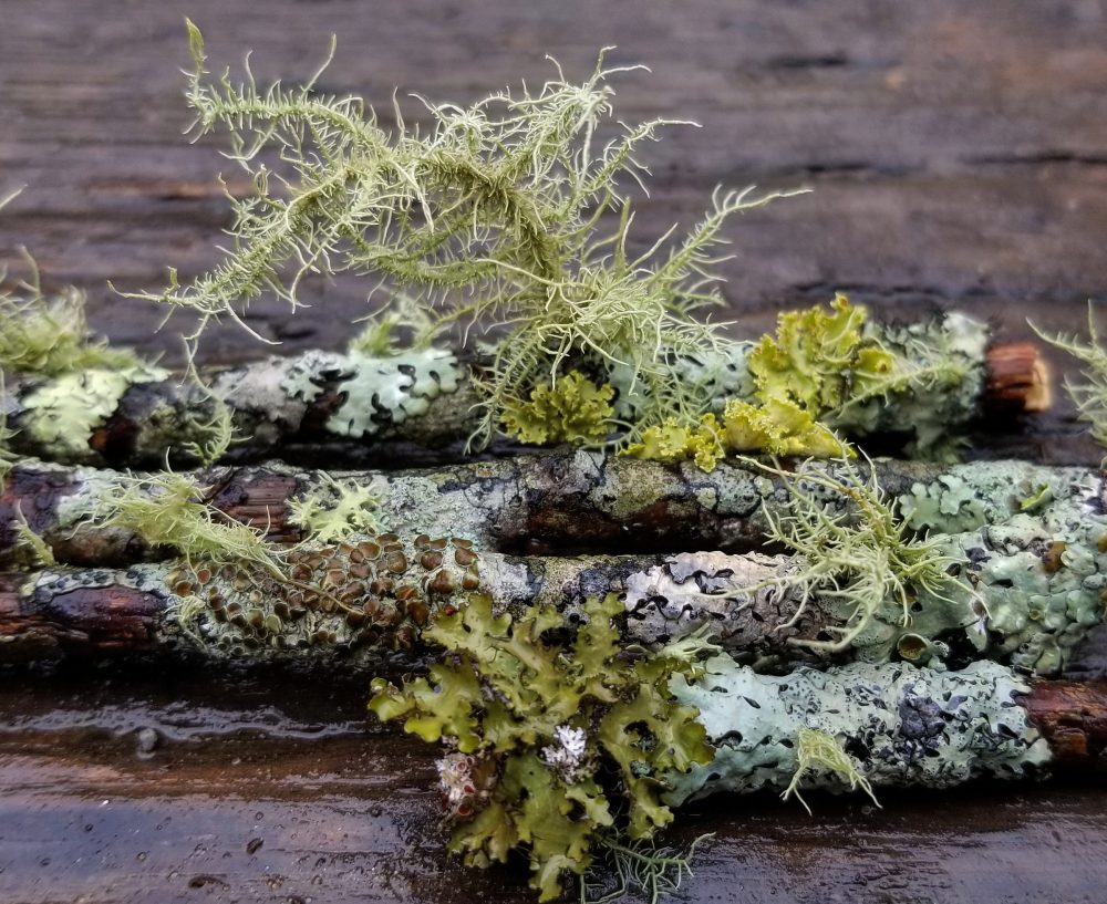 lichen