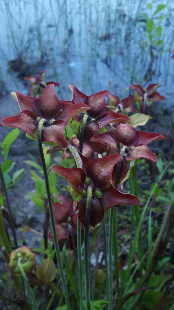 mountain sweet pitcher plant.