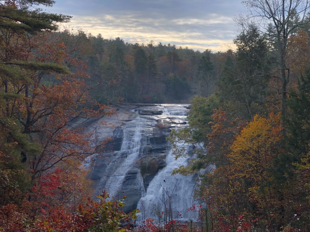 DuPont Forest