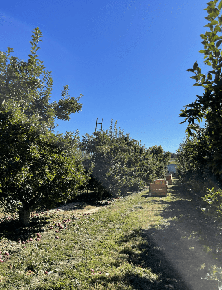 apple picking