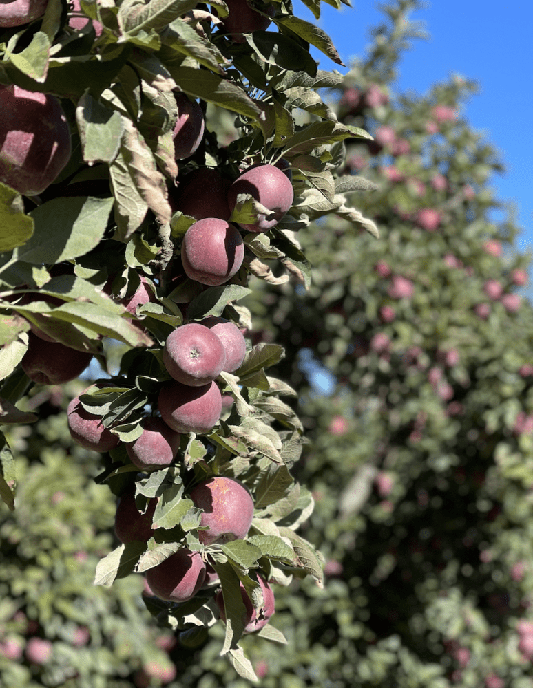 apples holt 1