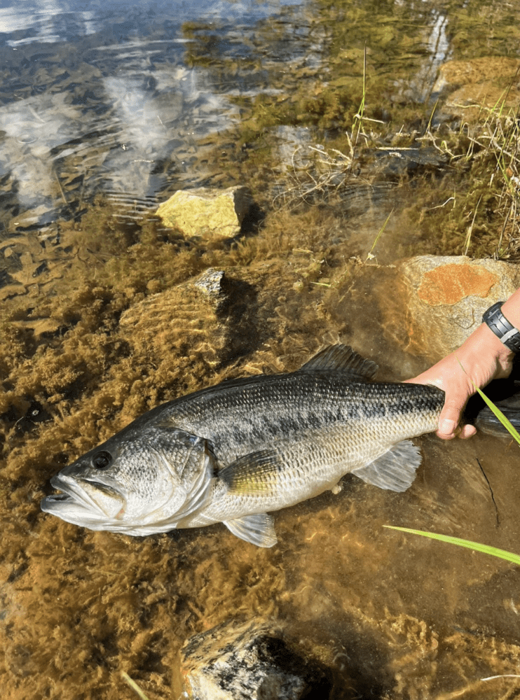 Local Bass Fishing