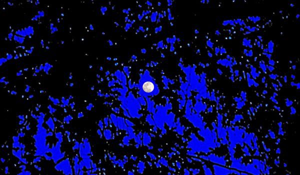 Fireflies-and-moon