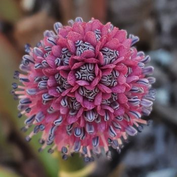 Swamp Pink or Helonias Bullata
