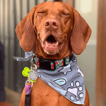 Photo provided by Hasell the Vizsla