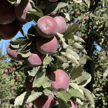 apples Holt