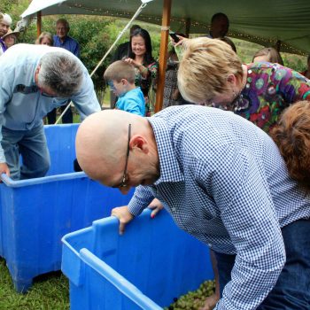 Vinestock-2015-grape-crushing