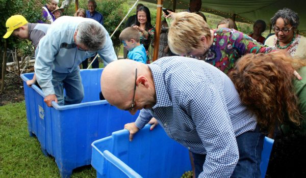 Vinestock-2015-grape-crushing