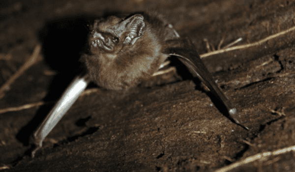 bat 2