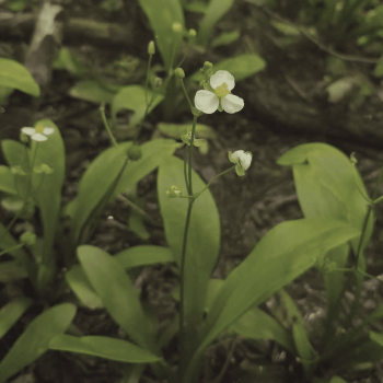 bunched-arrowhead