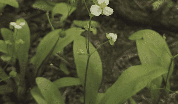 bunched-arrowhead